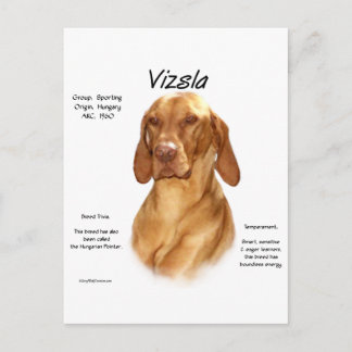 Vizsla History Design Postcard