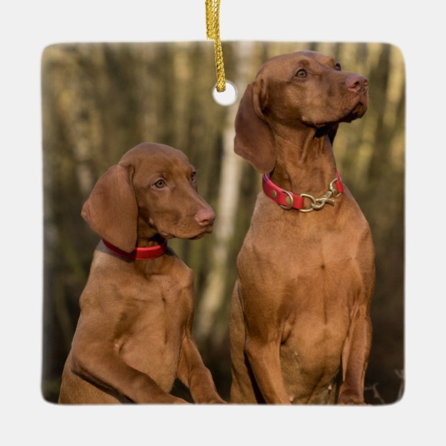 Vizsla Hound Dogs Ceramic Ornament (Front)