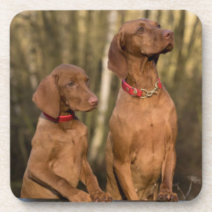 Vizsla Hound Dogs - Hunting Hounds - Coaster