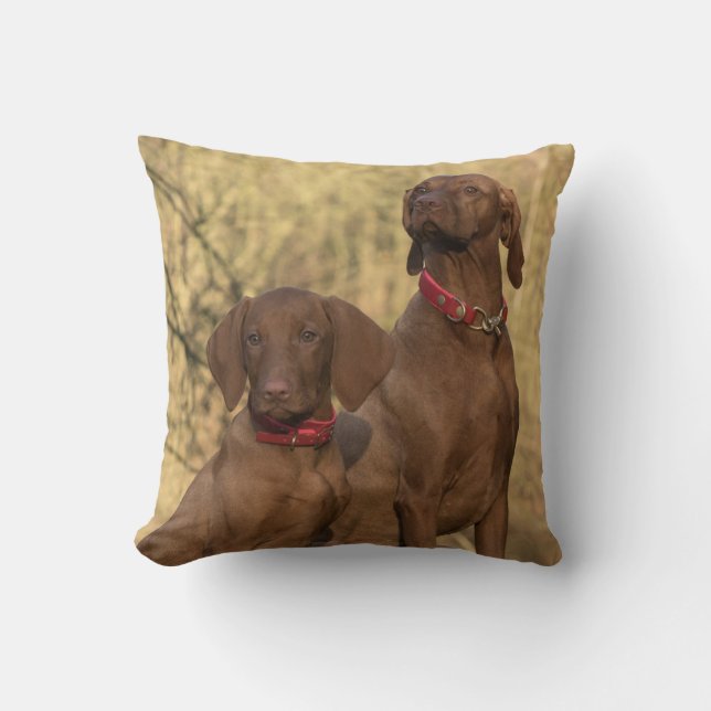 Vizsla Hound Dogs - Hunting Hounds -  Cushion (Front)