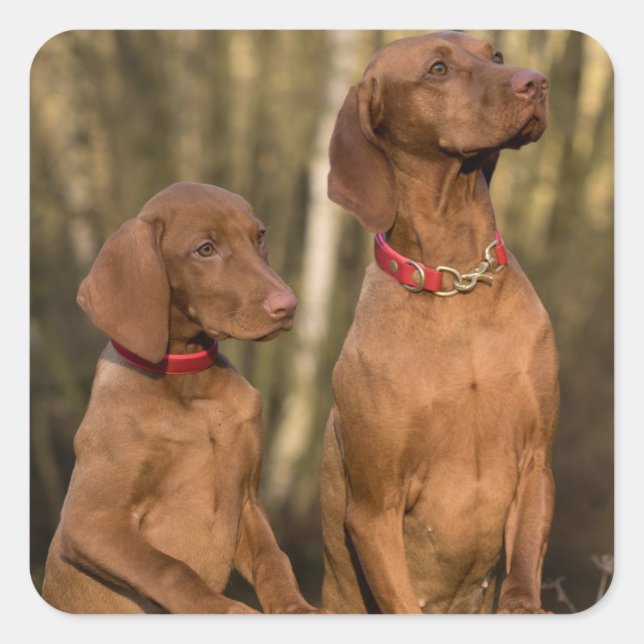 Vizsla Hound Dogs - Hunting Hounds -  Square Sticker (Front)