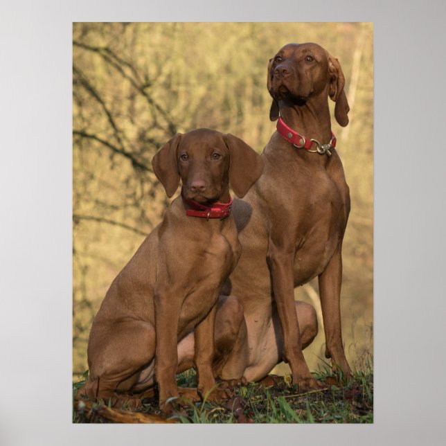 Vizsla Hound Dogs Poster (Front)
