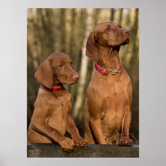Vizsla Hound Dogs Poster (Front)