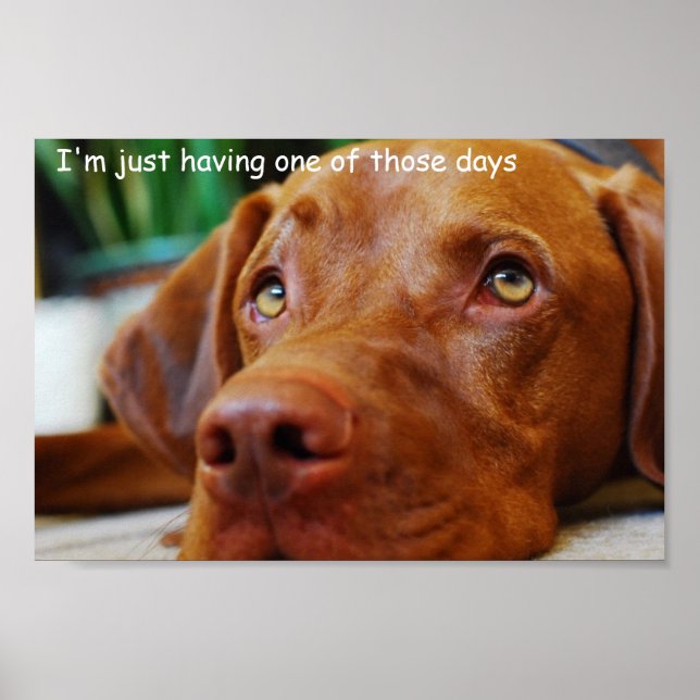 Vizsla - Just having one of those days Poster (Front)