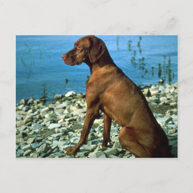 Vizsla Postcard (Front)