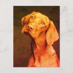 Vizsla Postcard