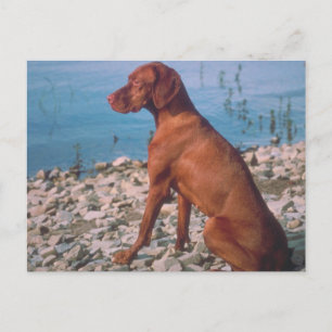 Vizsla Postcard
