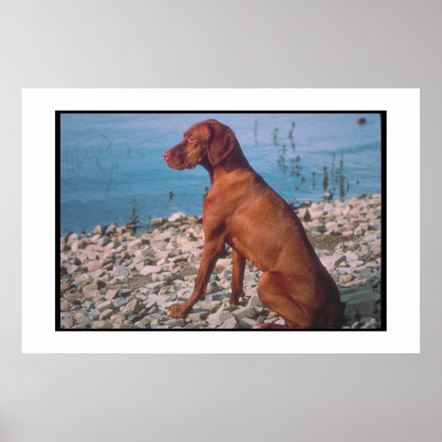 Vizsla Poster (Front)