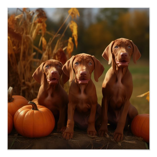 Vizsla Puppy Autumn Delight Pumpkin Poster (Front)