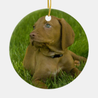 Vizsla puppy Ornament