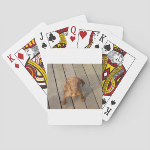 vizsla puppy playing cards