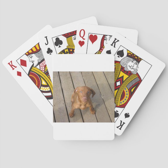 vizsla puppy playing cards (Back)