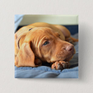 Vizsla Puppy Resting On Its Paw 15 Cm Square Badge