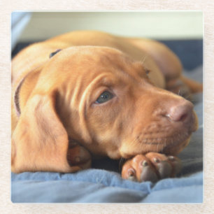 Vizsla Puppy Resting On Its Paw Glass Coaster