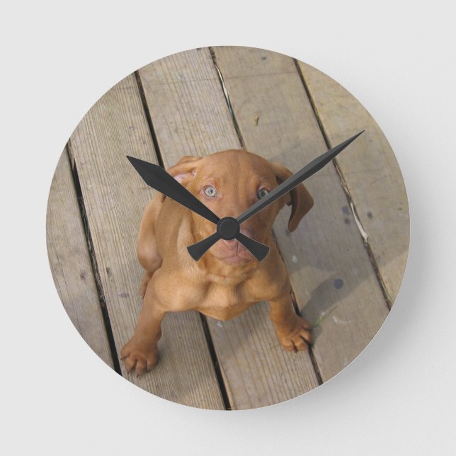 vizsla puppy round clock (Front)