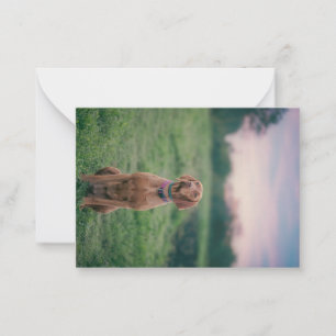 vizsla sitting card