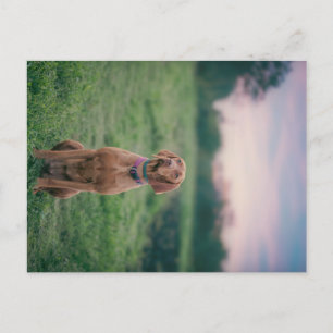 vizsla sitting postcard