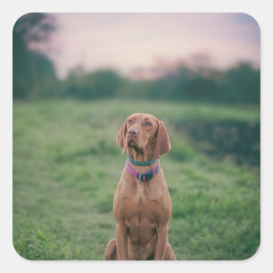 vizsla sitting square sticker
