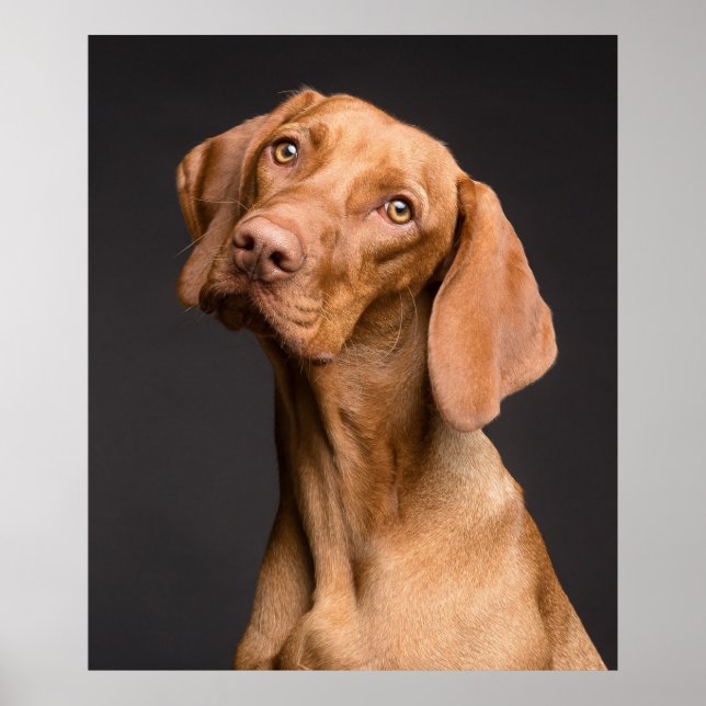 Vizsla Sporting Dog Poster (Front)