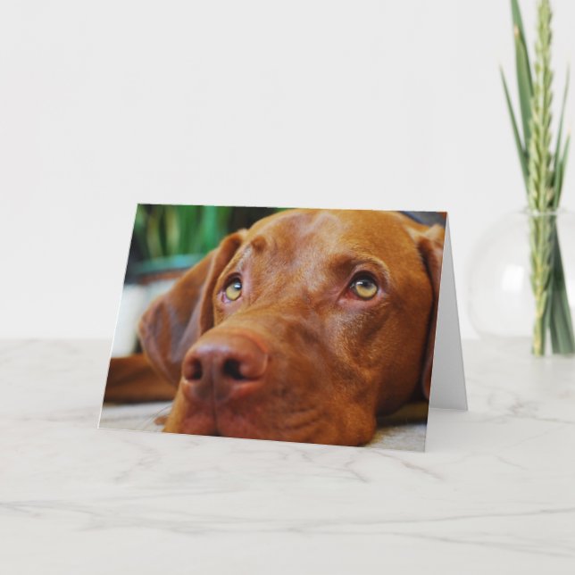 Vizsla - Thinking of you Card (Front)