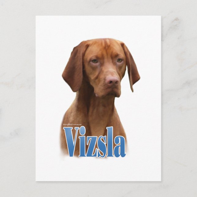 Vizsla; Vizsla Dog Breed; Vizsla dog; Vizsla Breed Postcard (Front)