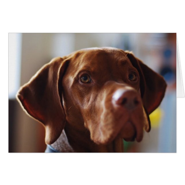 Vizsla - Where's my Mum? (Front Horizontal)
