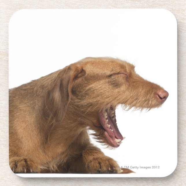 Vizsla yawning in front of white back ground coaster (Front)
