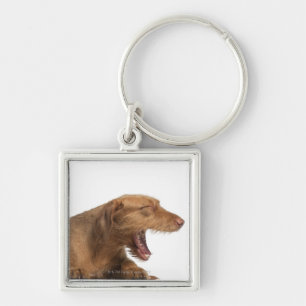 Vizsla yawning in front of white back ground key ring