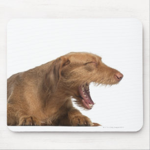 Vizsla yawning in front of white back ground mouse mat