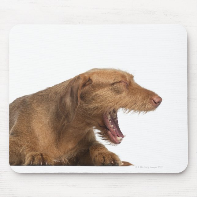 Vizsla yawning in front of white back ground mouse mat (Front)