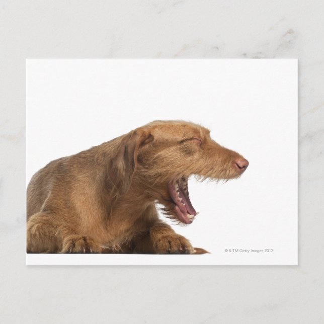 Vizsla yawning in front of white back ground postcard (Front)