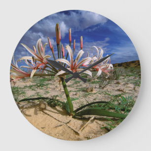 Vlei Lily (Nerine Laticoma) In Flower Large Clock