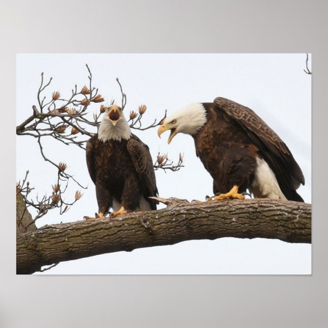 Vocalising Bald Eagle Pair Poster (Front)