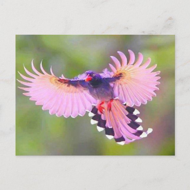 vogel postcard (Front)