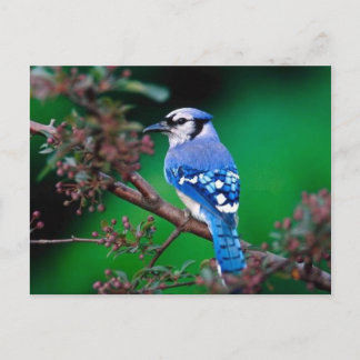 vogel postcard