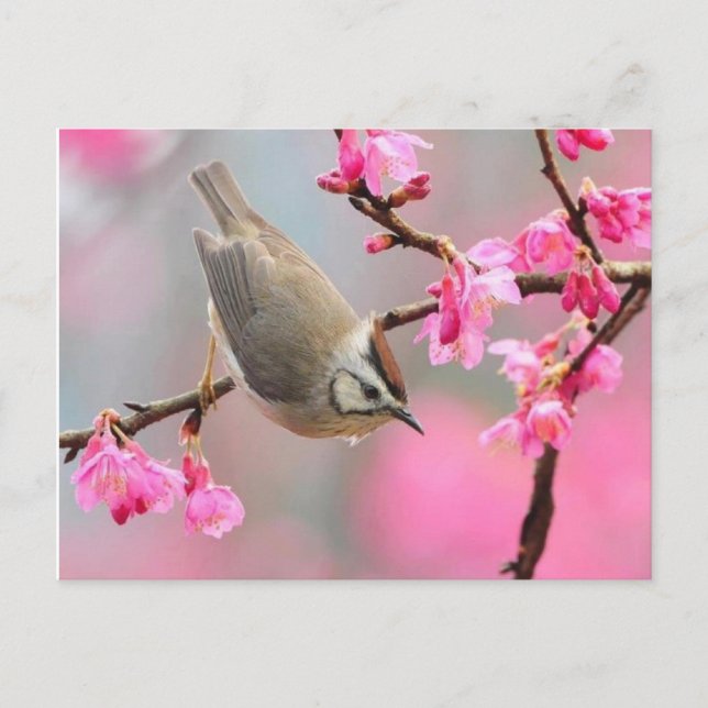 vogel postcard (Front)