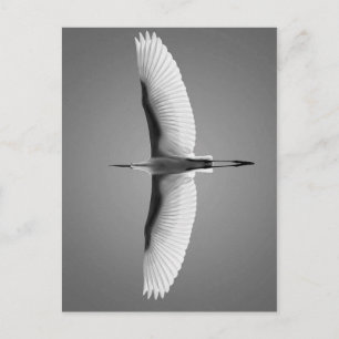 Vol oiseau grandes ailes postcard