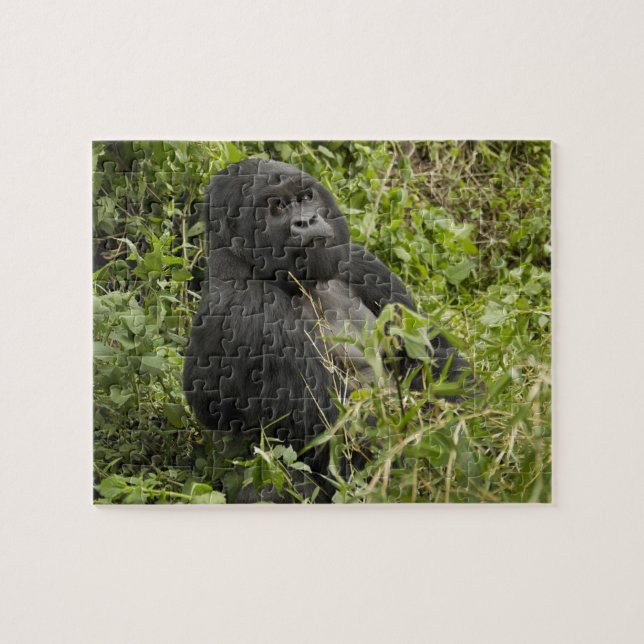 Volcanoes National Park, Mountain Gorilla Jigsaw Puzzle (Horizontal)