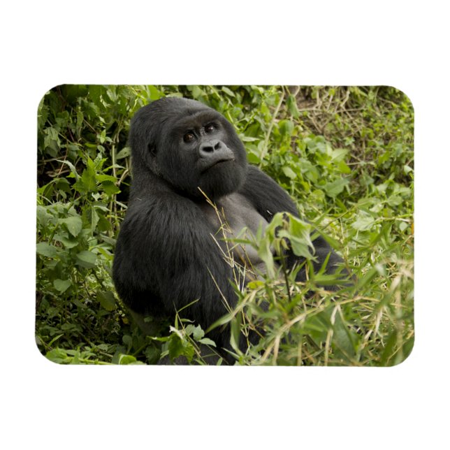 Volcanoes National Park, Mountain Gorilla Magnet (Horizontal)