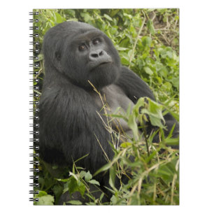 Volcanoes National Park, Mountain Gorilla Notebook
