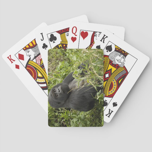Volcanoes National Park, Mountain Gorilla Playing Cards (Back)