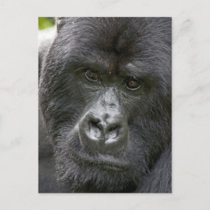 Volcanoes NP, Rwanda, Mountain Gorillas, Postcard