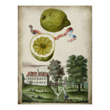 Volkamer Citrus Lemon Italian Landscape 