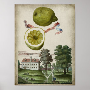 Volkamer Citrus Lemon Italian Landscape Poster