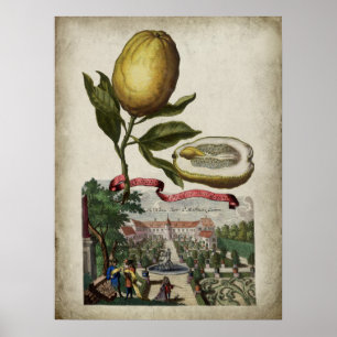 Volkamer Citrus Lemon Italian Landscape Poster