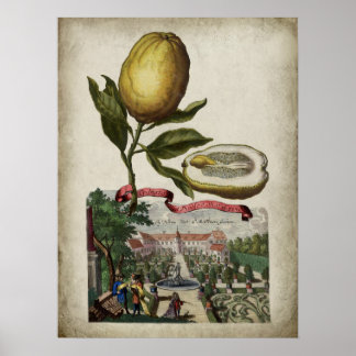 Volkamer Citrus Lemon Italian Landscape Poster