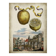 Volkamer Citrus Lemon Italian Landscape Poster