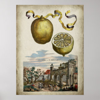Volkamer Citrus Lemon Italian Landscape Poster