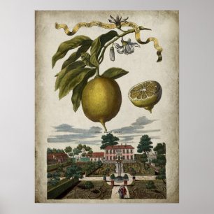 Volkamer Lemon Artwork Baroque Style Decor