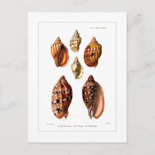 Voluta Shells Postcard